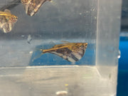 Marbled Hatchetfish (Carnegiella strigata)